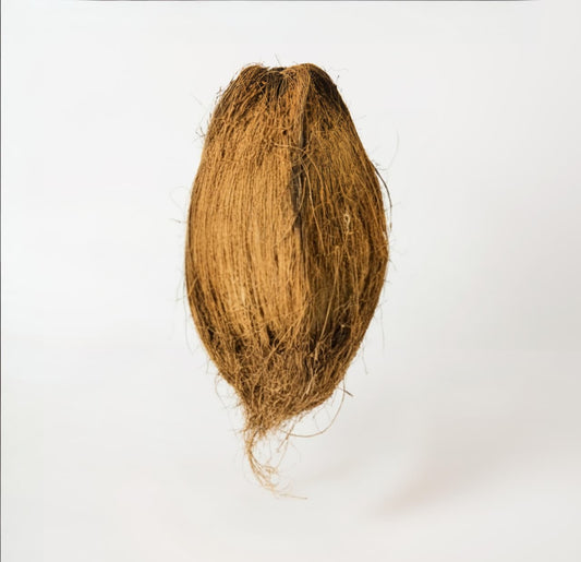 Coconut with a white background